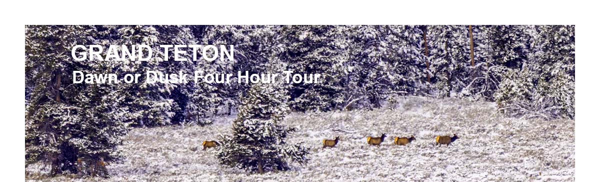 Brushbuck Tours