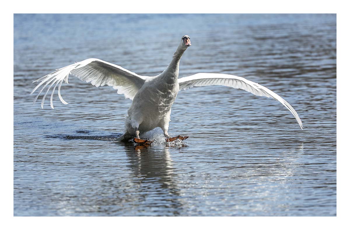 Mute Swan