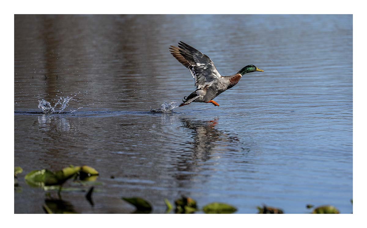 Mallard