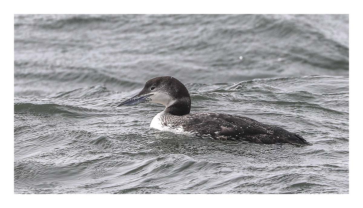 Loon