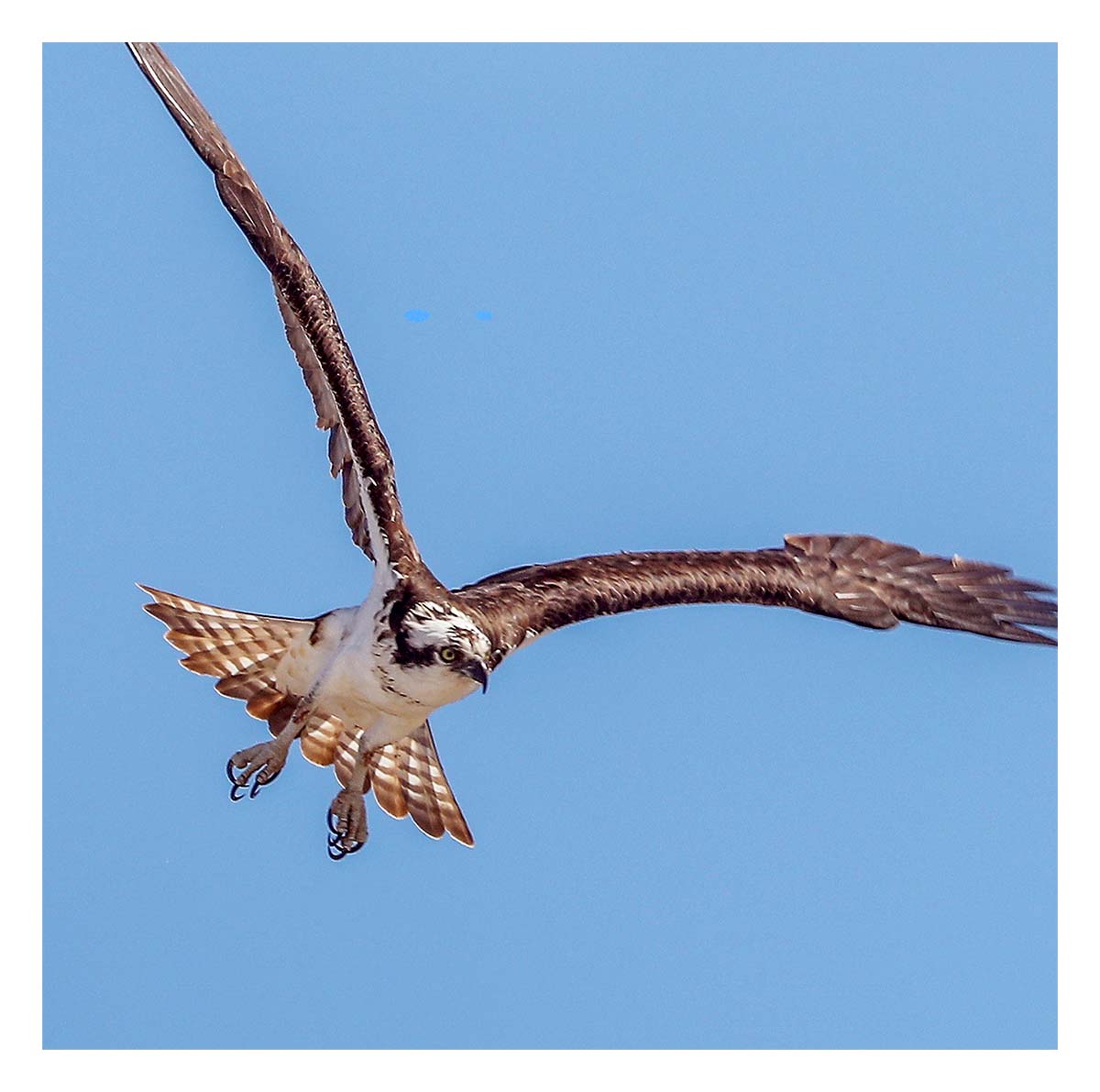 Osprey