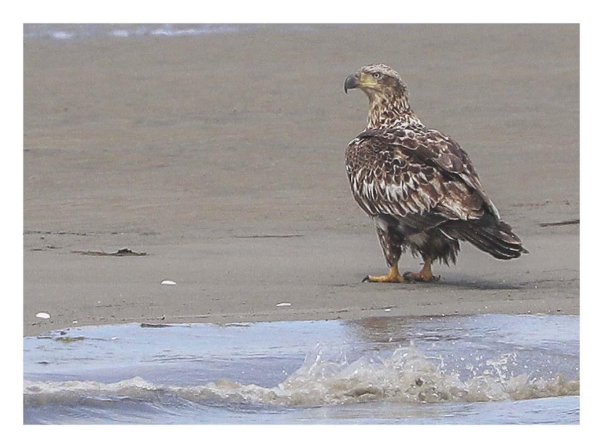 Bald Eagle