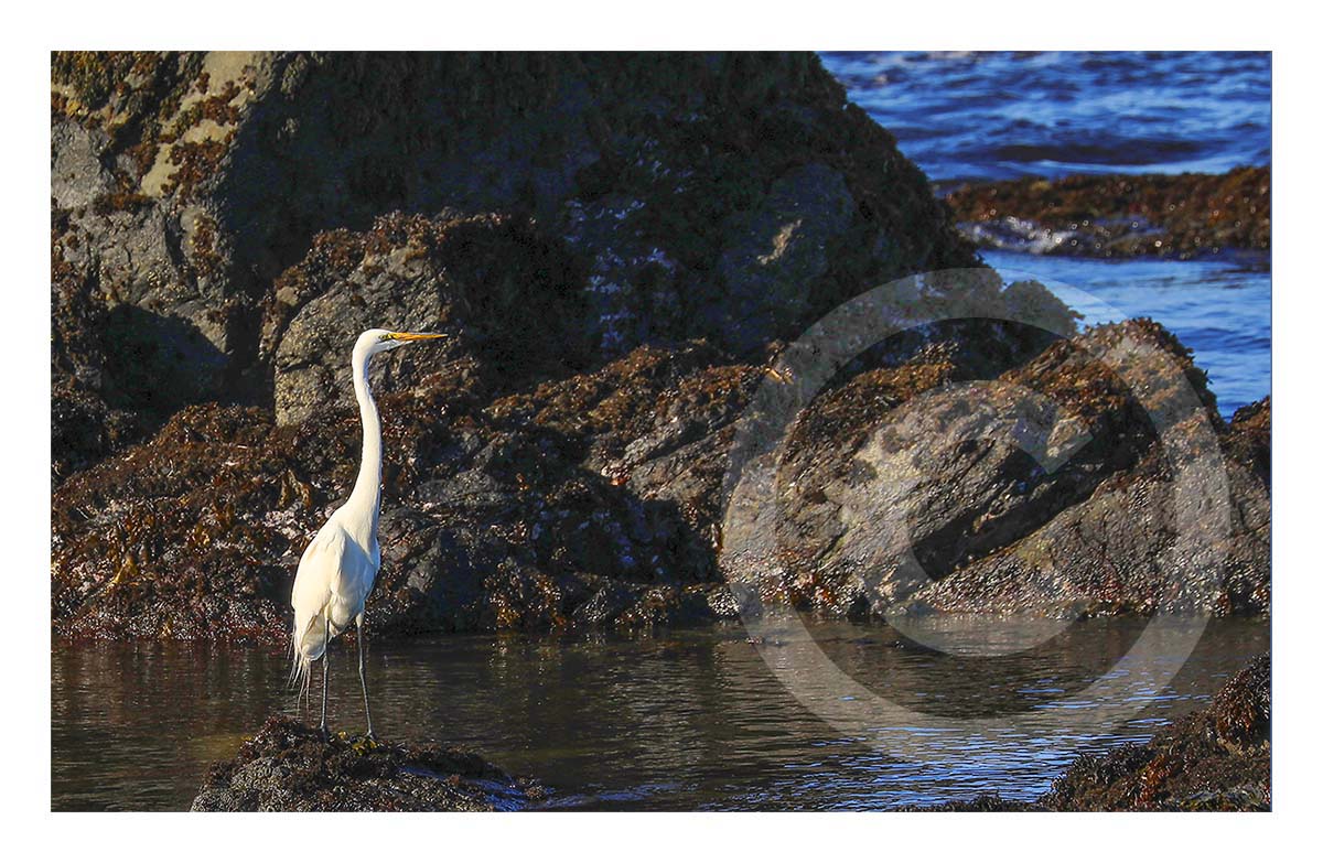 Egret