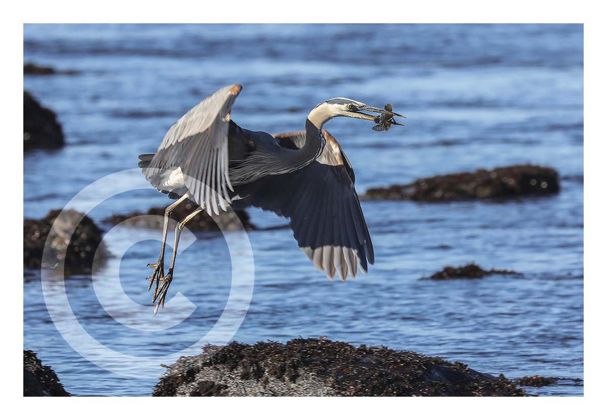 Heron