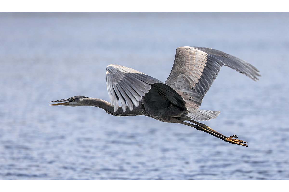 Heron