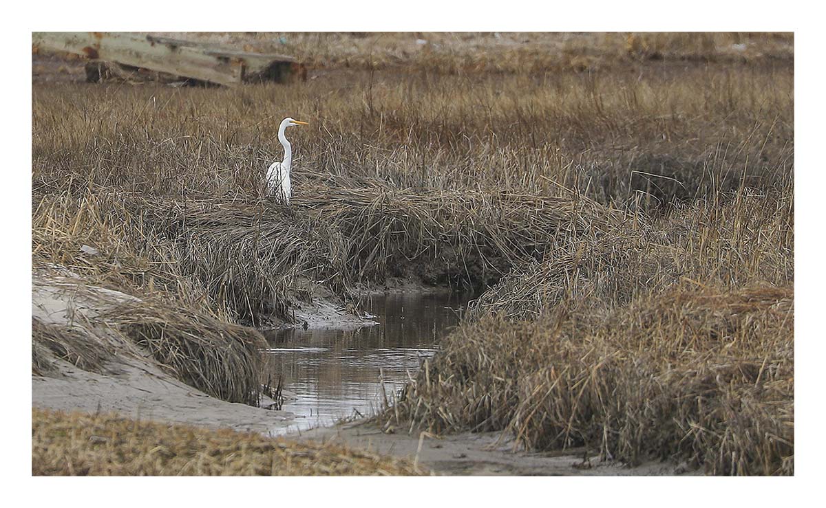 Egret