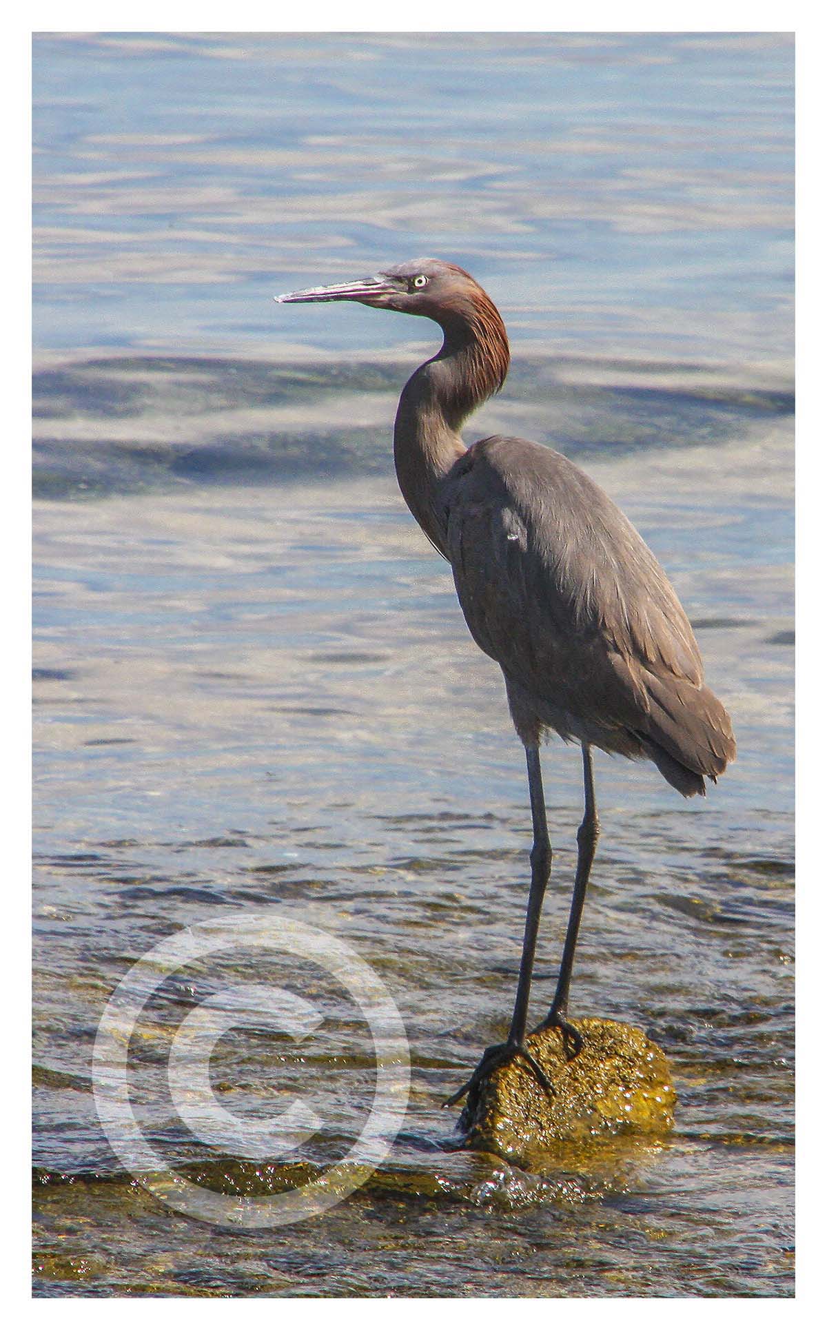 Heron