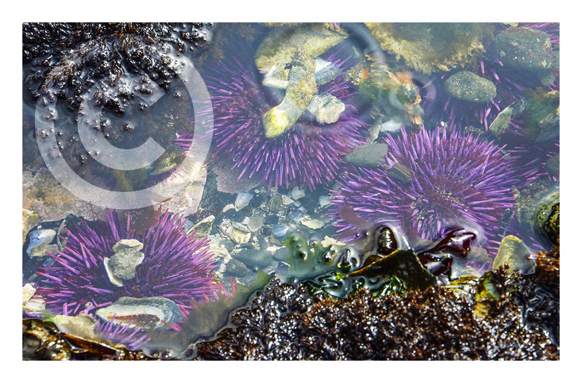 Tidal Pool
