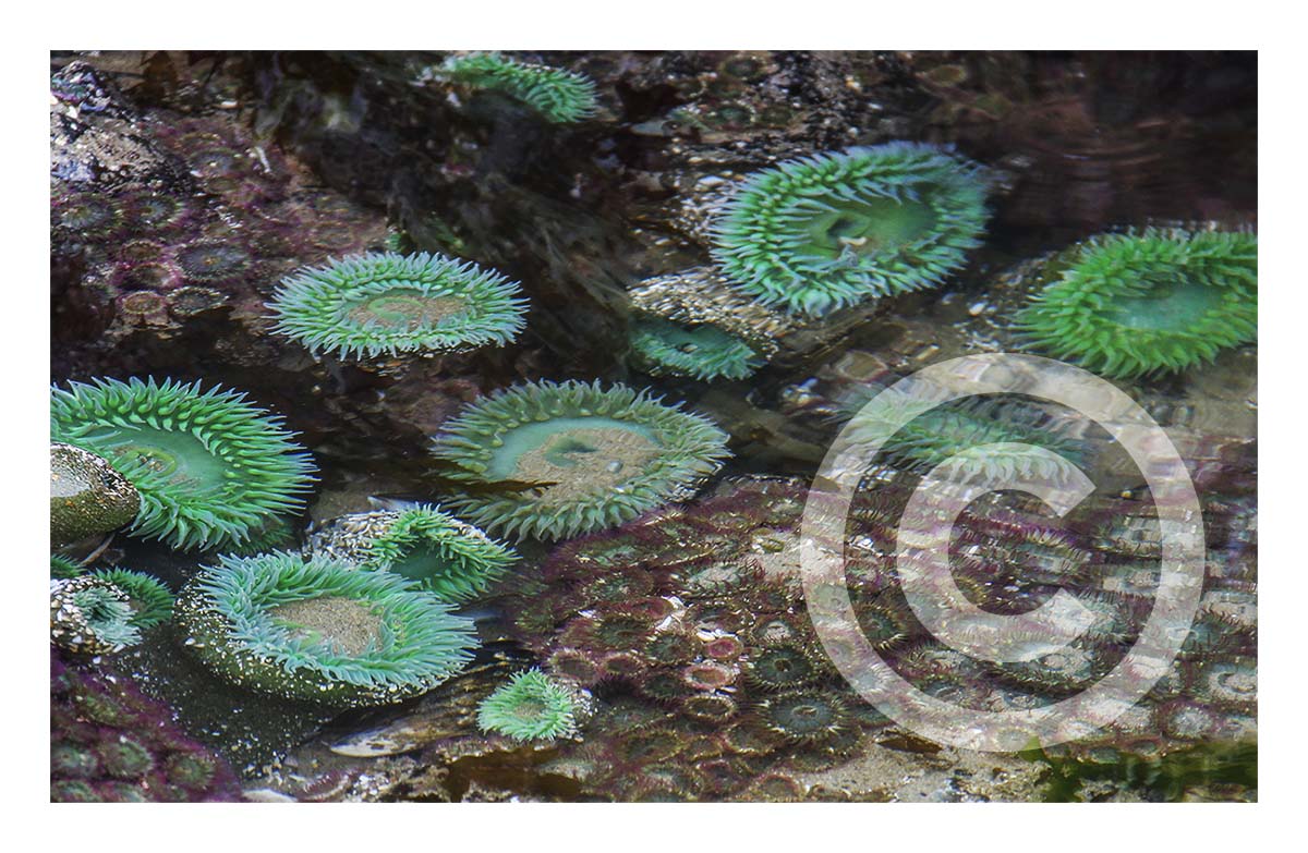 Tidal Pool