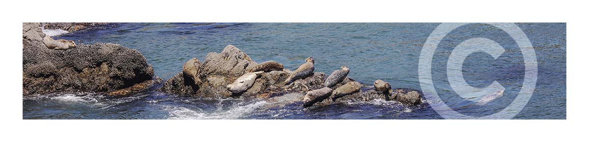 Seals