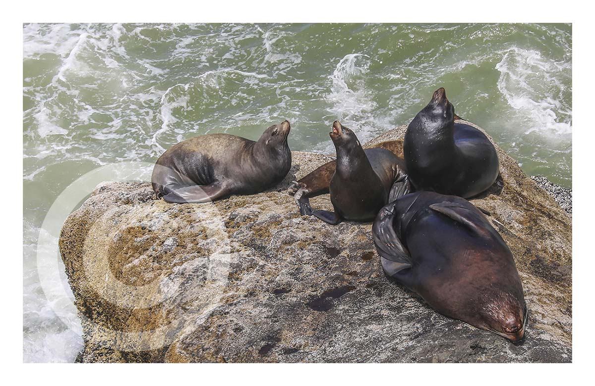 Sea Lion