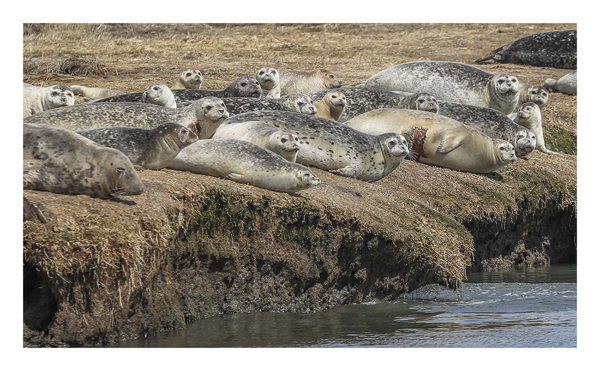Seals