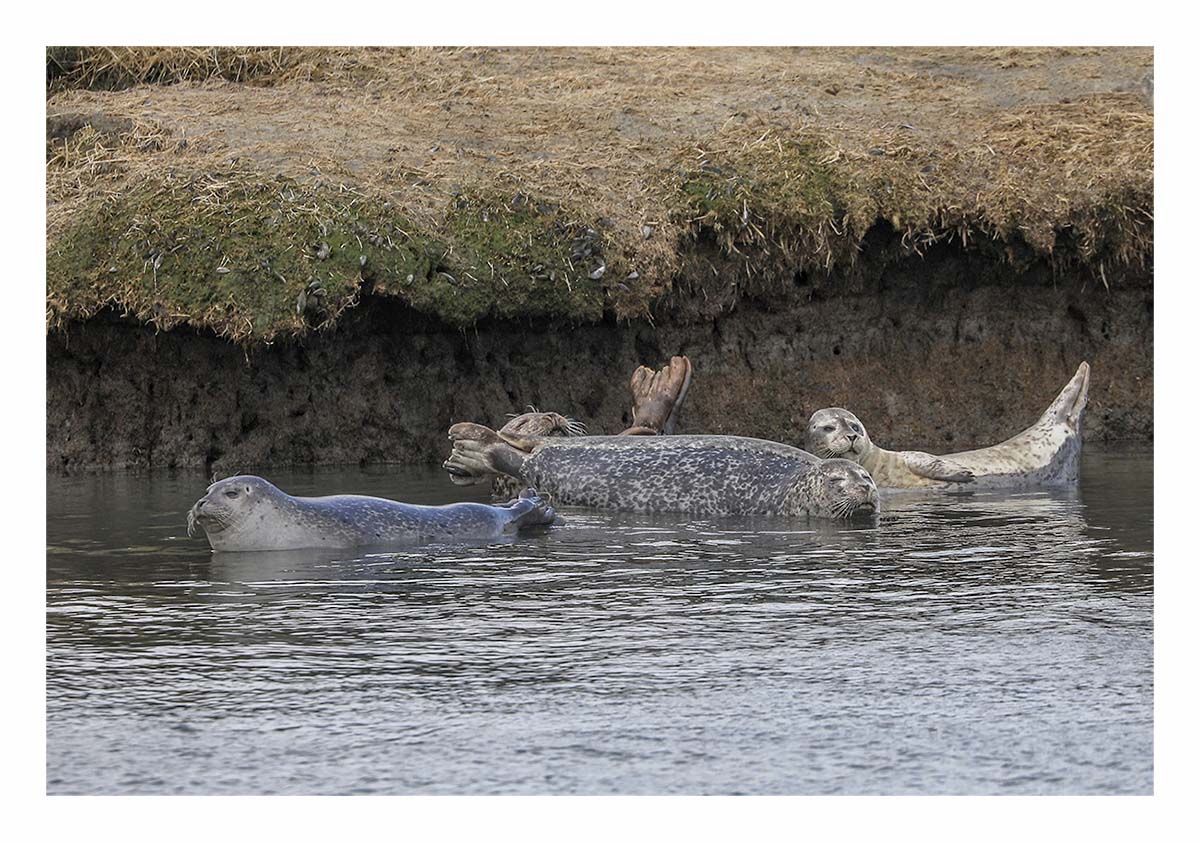 Seals