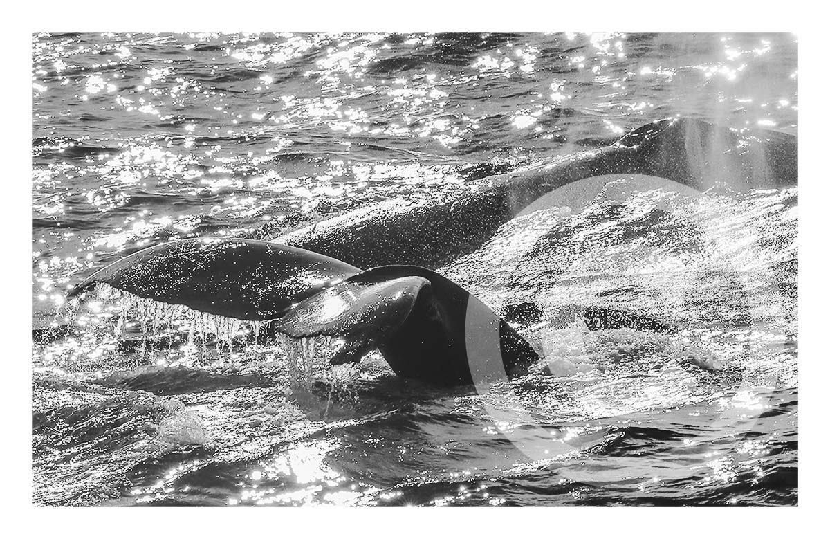Humpback