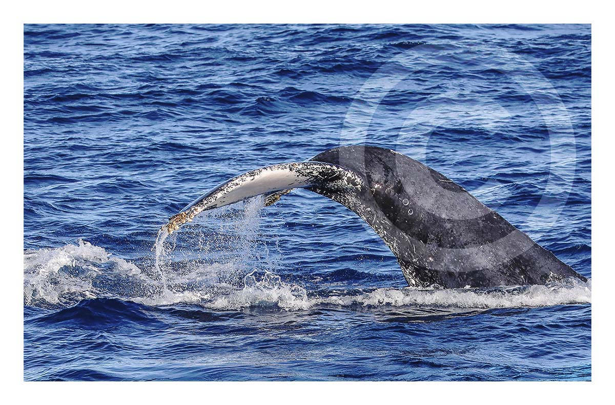 Humpback