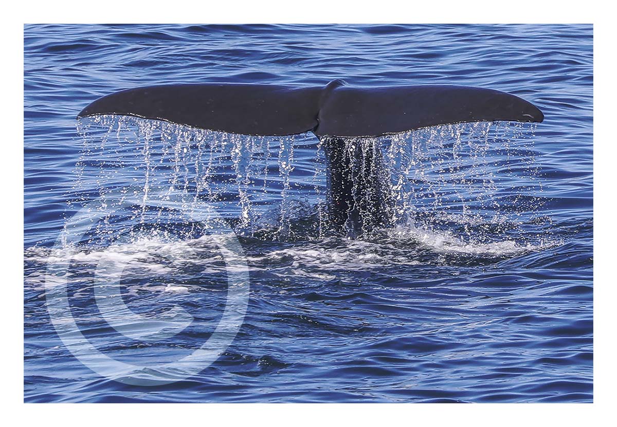 Humpback Shower