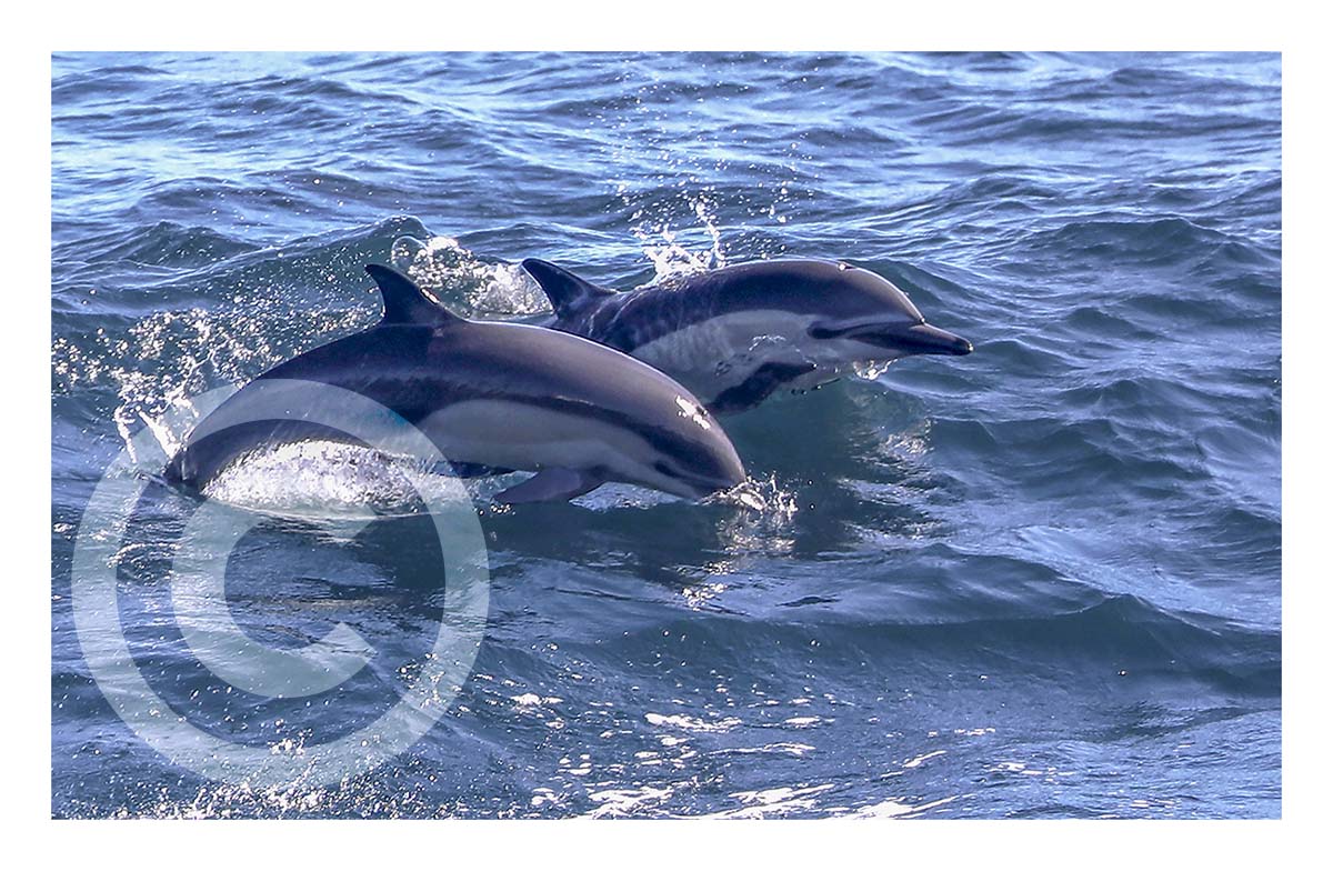 Dolphin Frolic