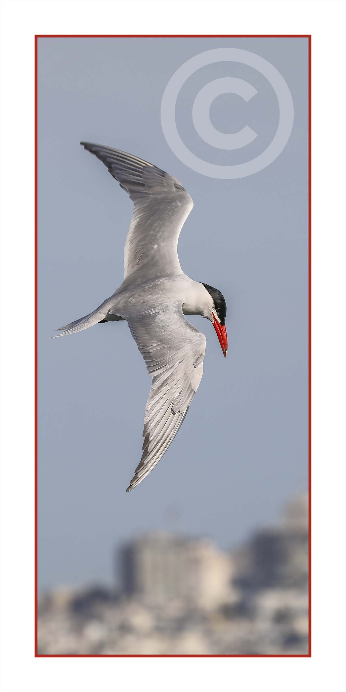 Common Tern