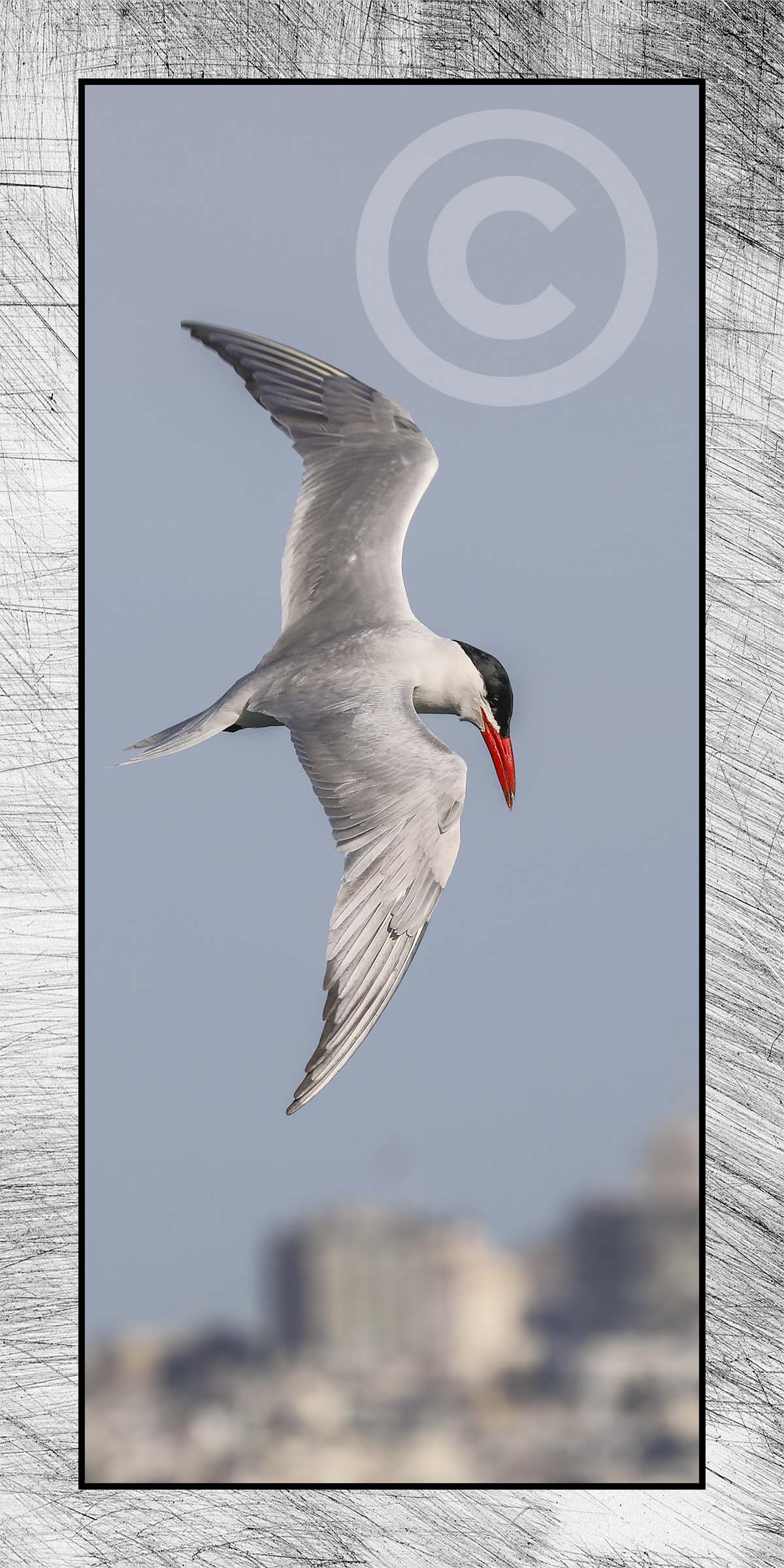 Common Tern