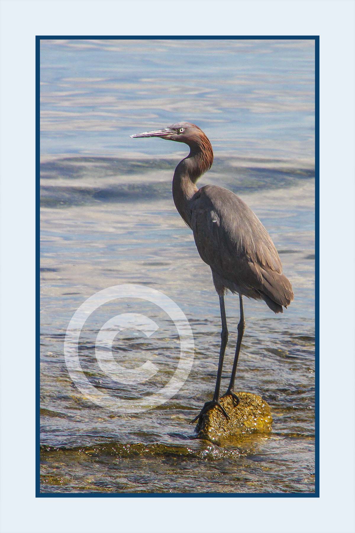 Great Blue Heron II