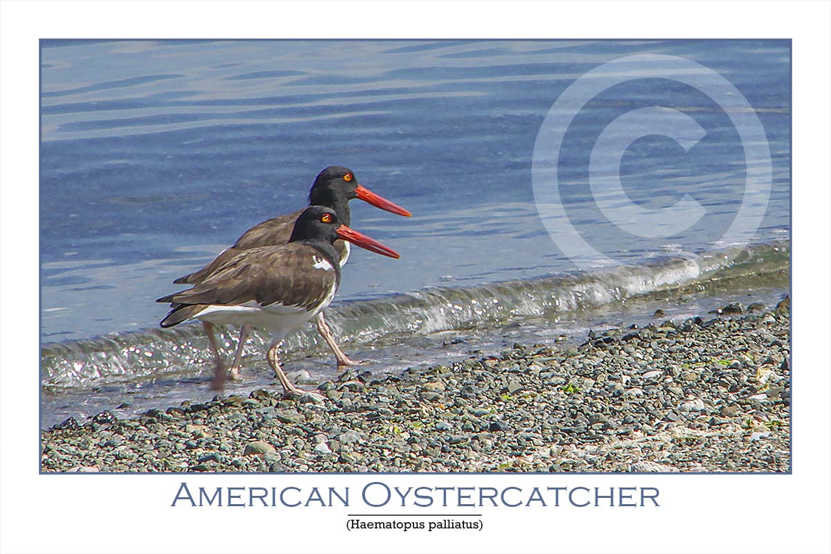 Oystercatcher