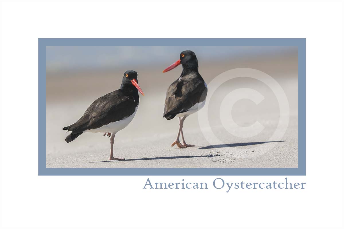 American Oystercatcher