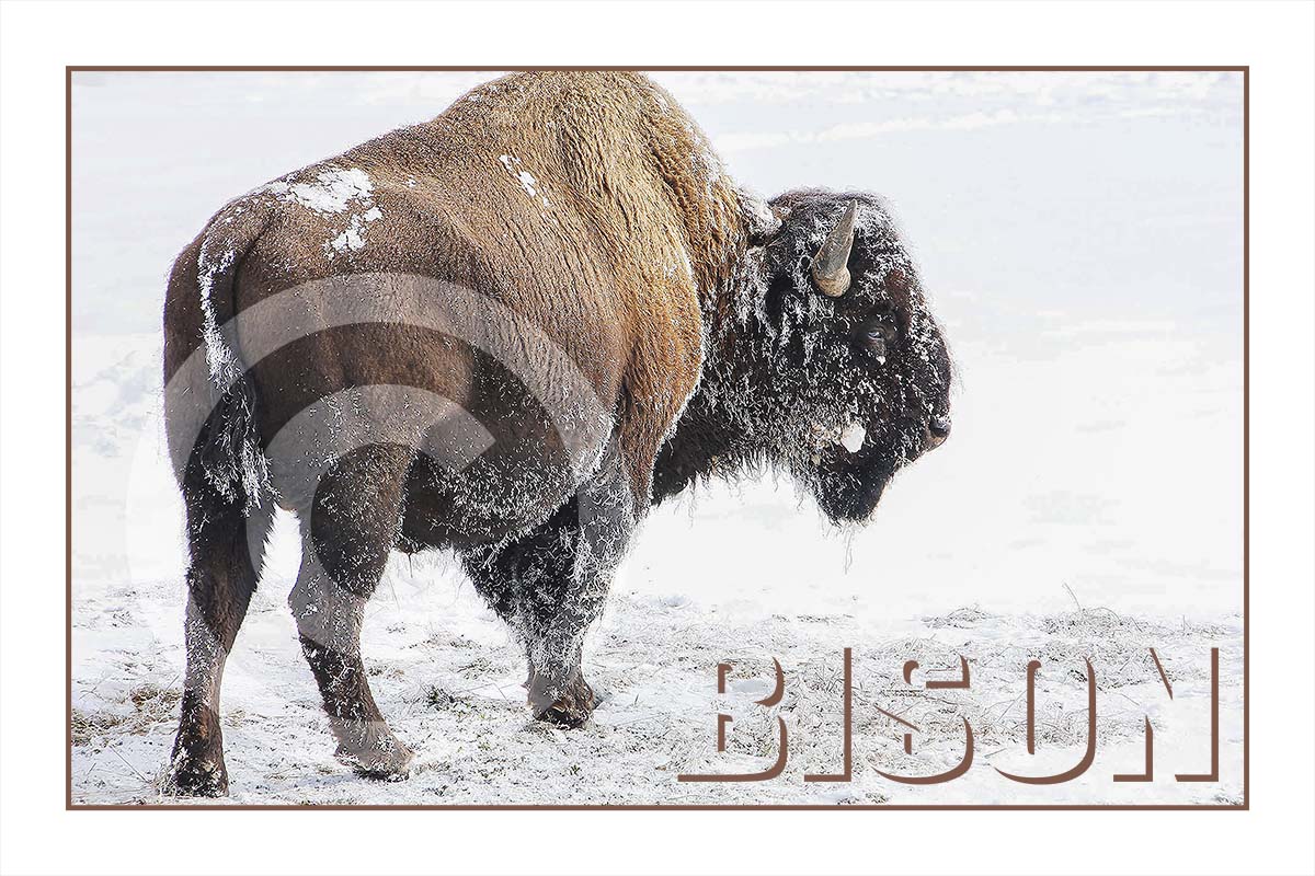 Bison