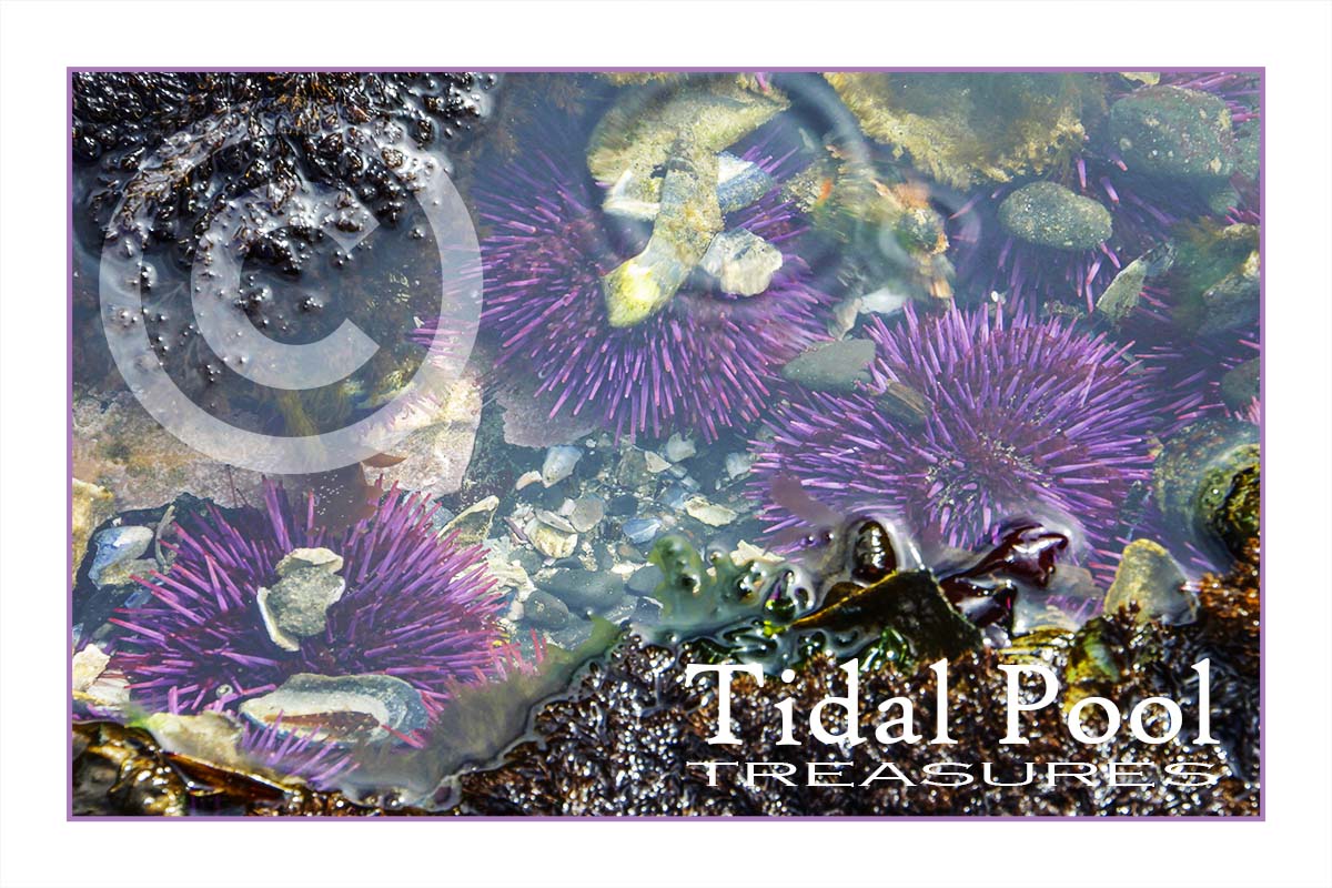 Tidal Pool