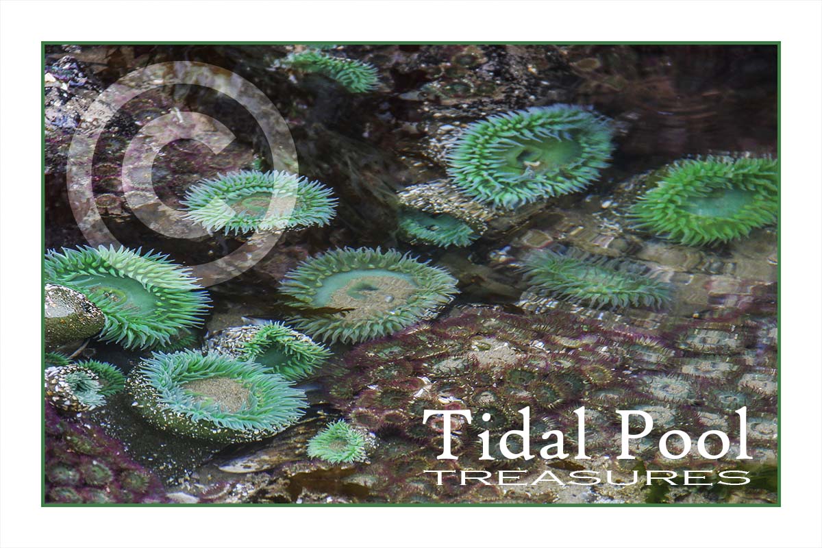 Tidal Pool