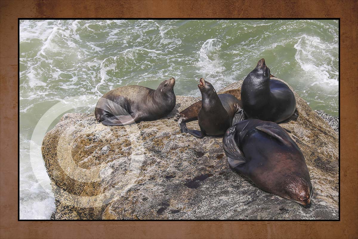 Sea Lions