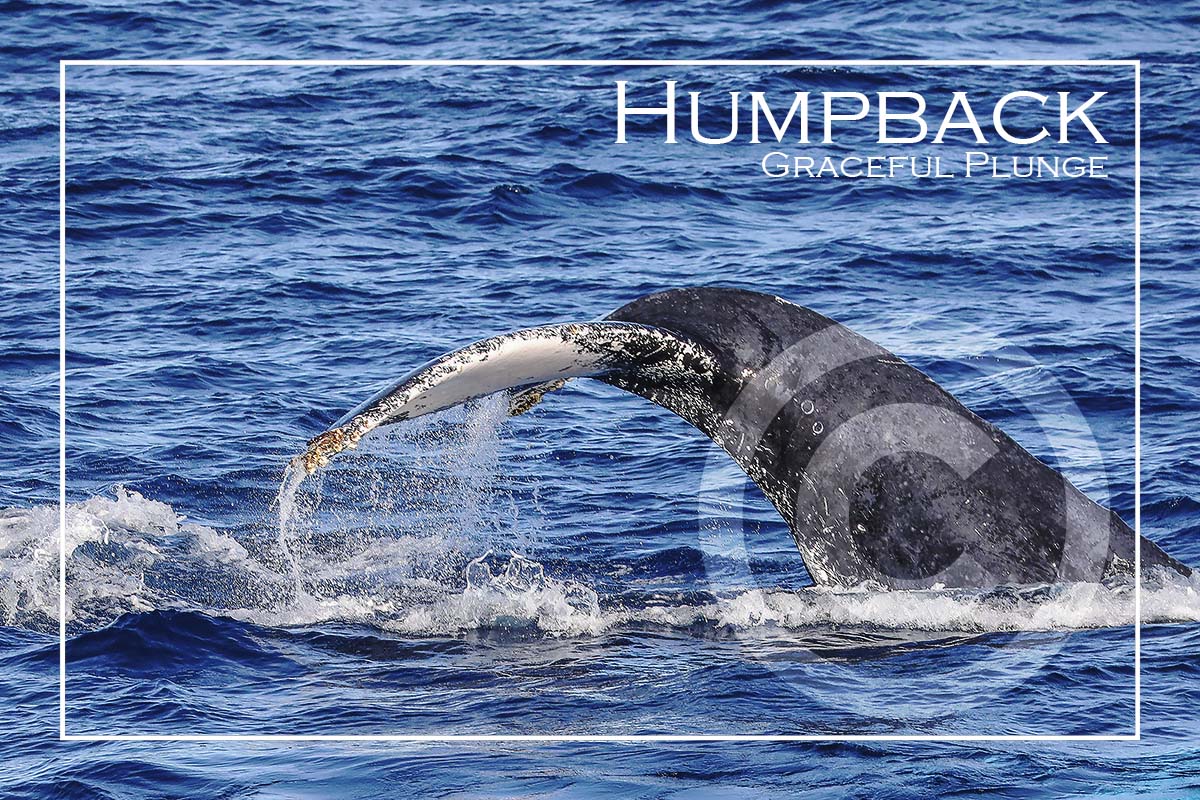 Humpback