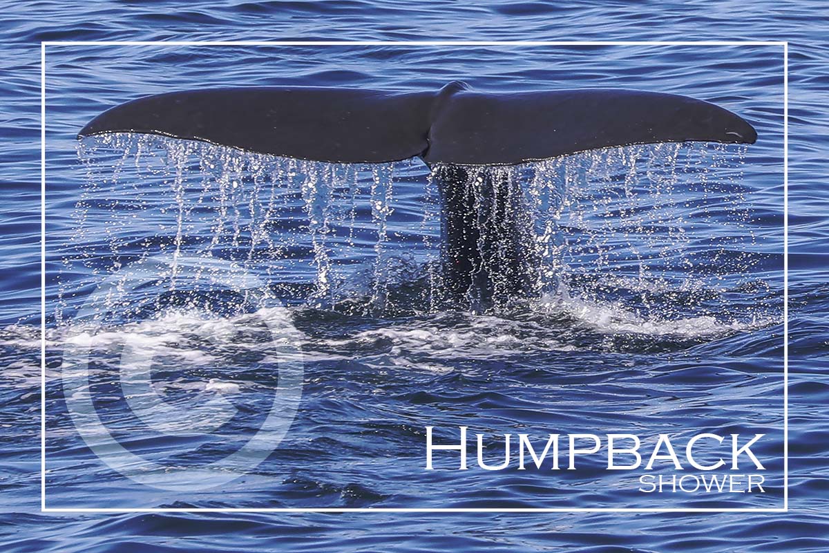 Humpback