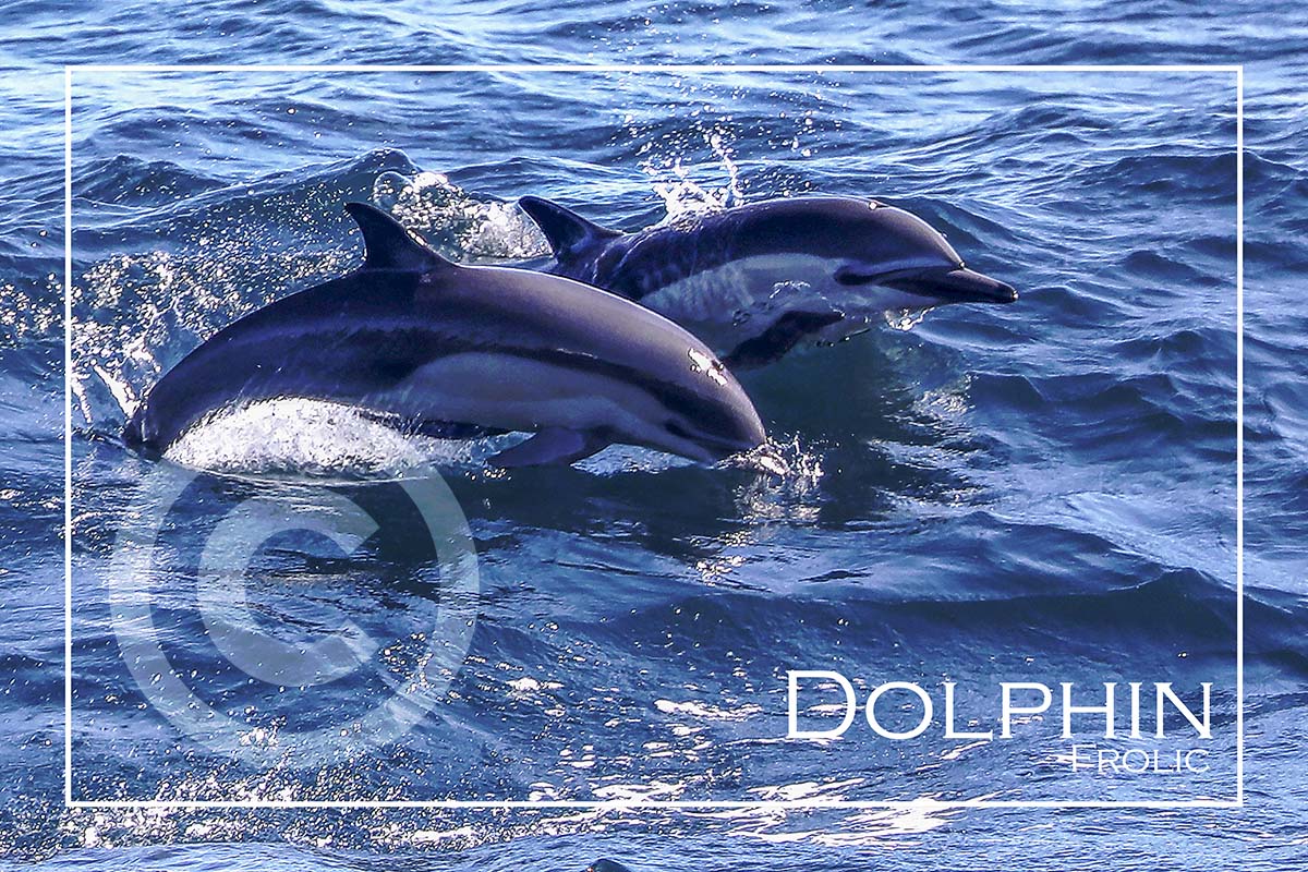 Dolphins