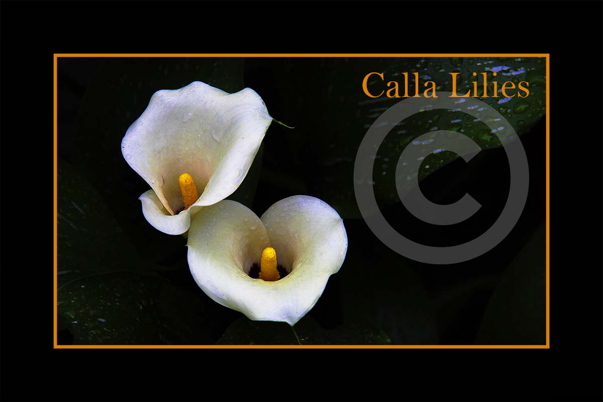 Calla Lily