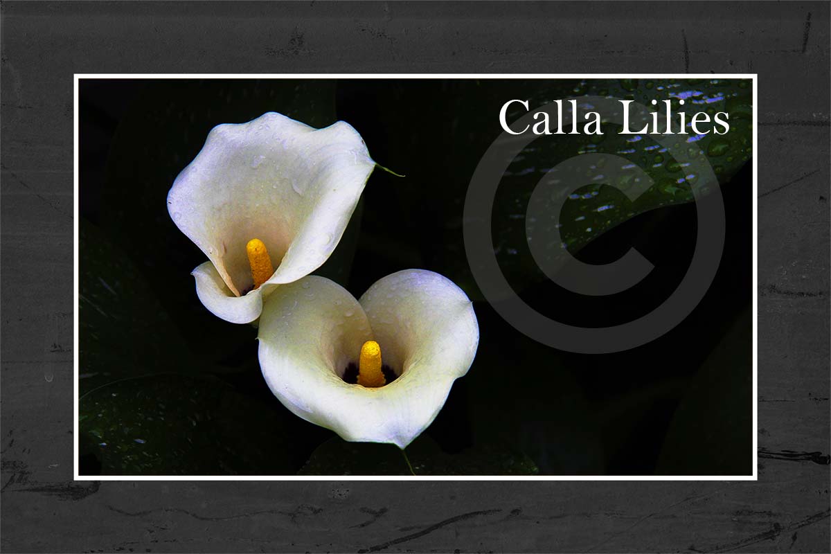 Calla Lily