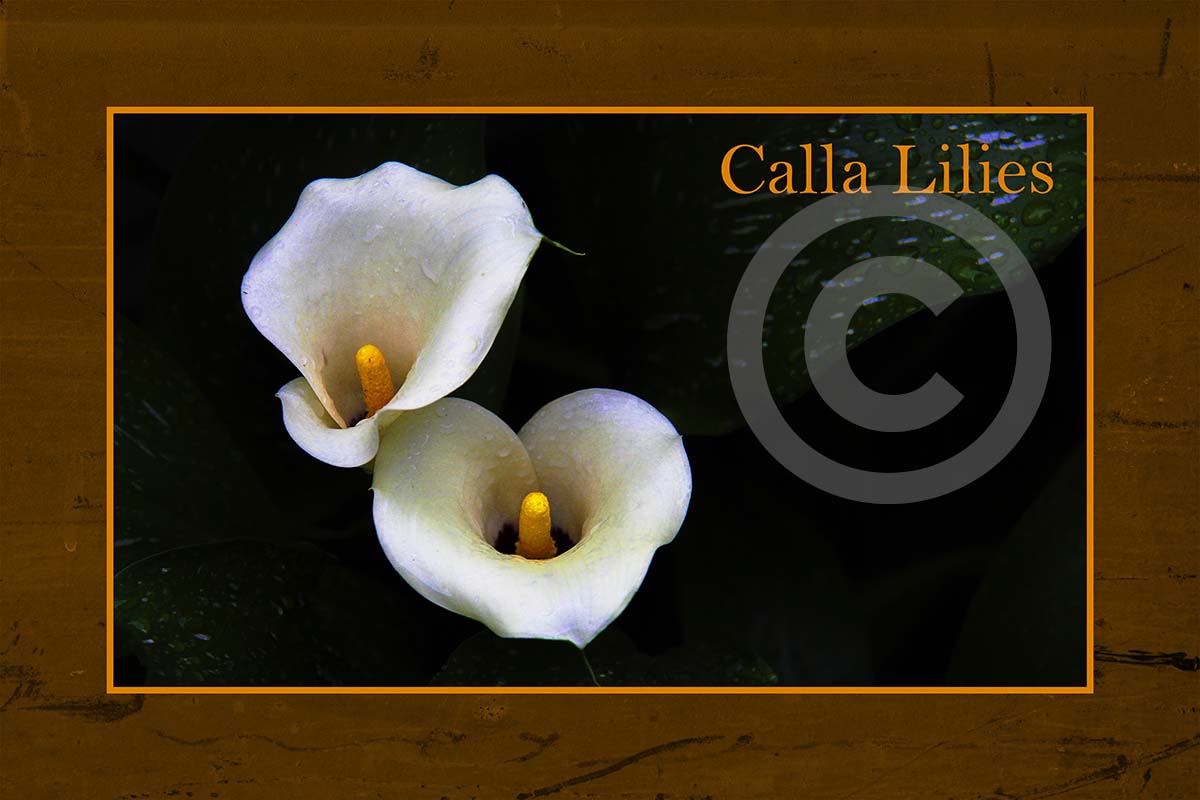 Calla Lily