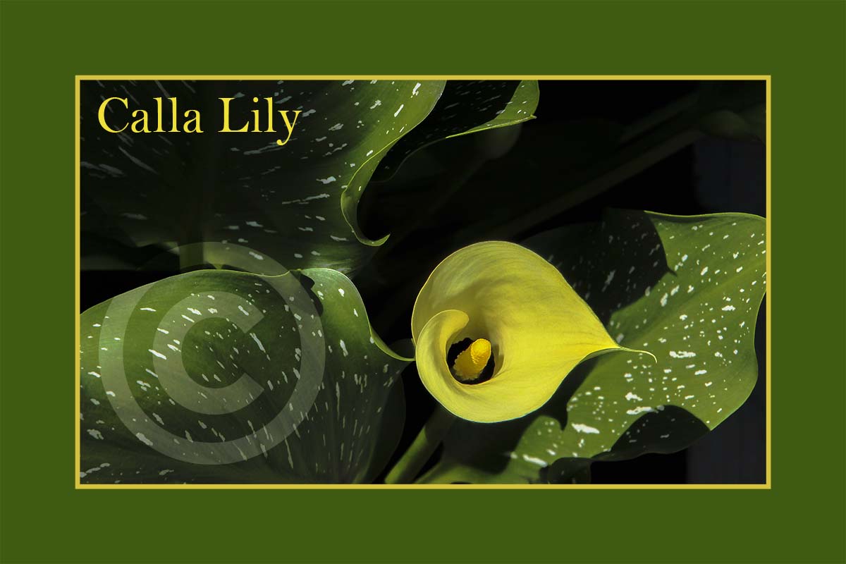 Calla Lily