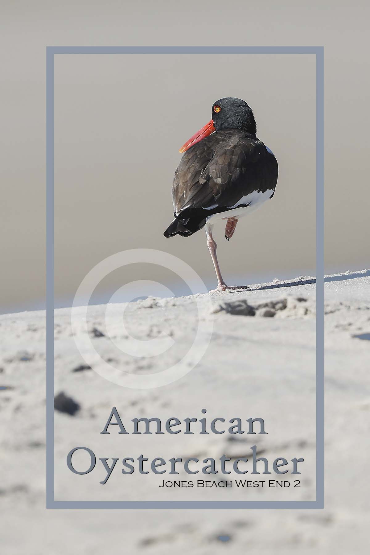 American Oystercatcher