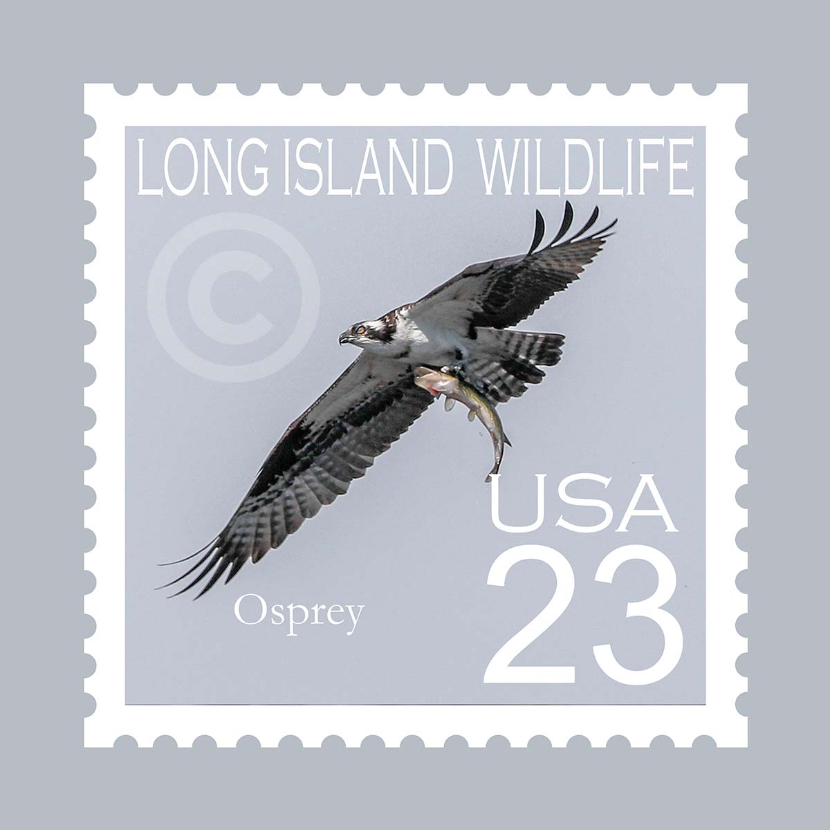 Osprey