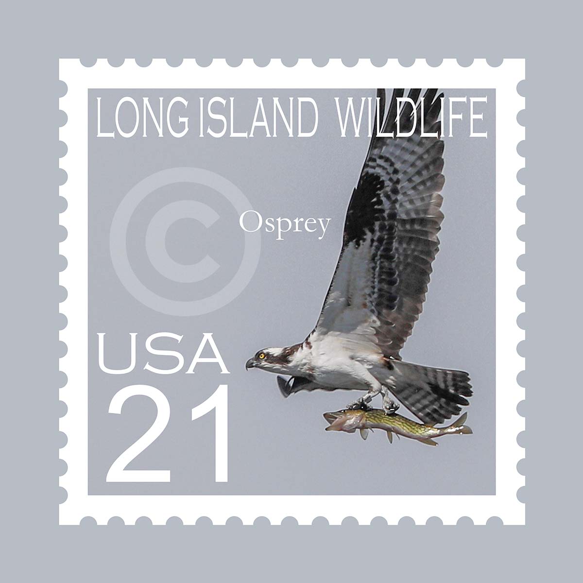 Osprey