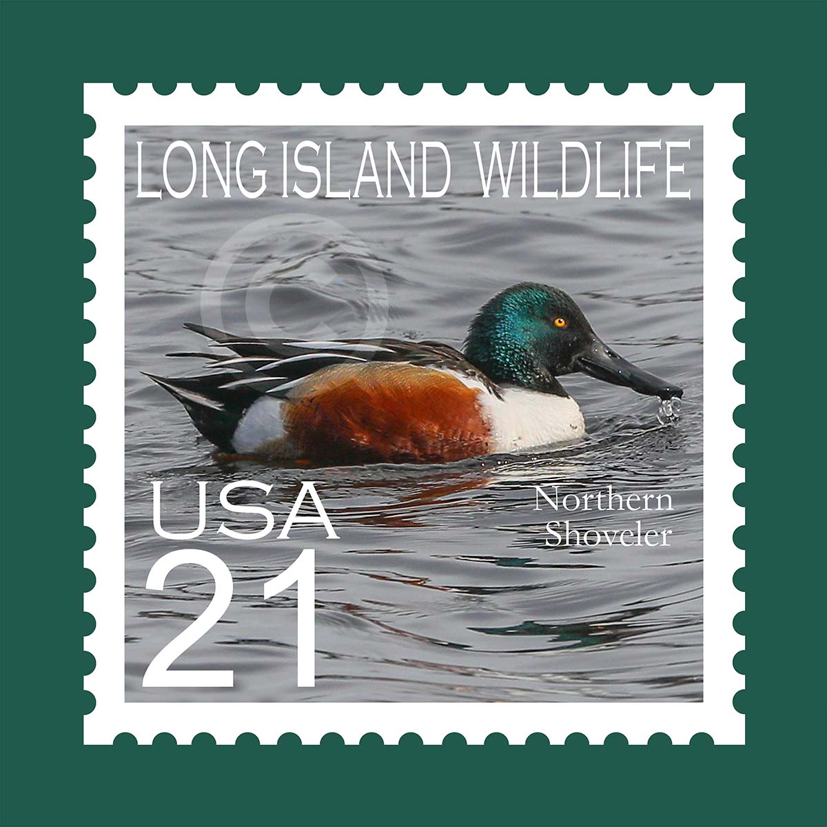 Northern Shoveler