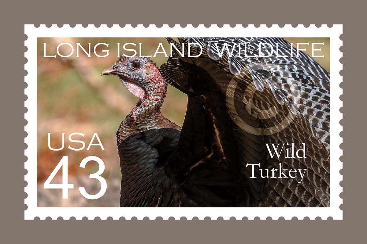 Wild Turkey