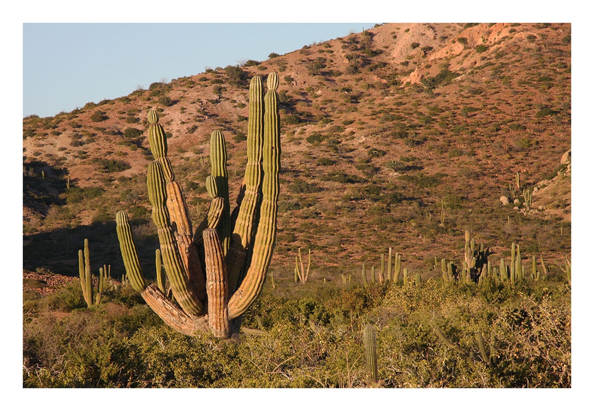 Baja