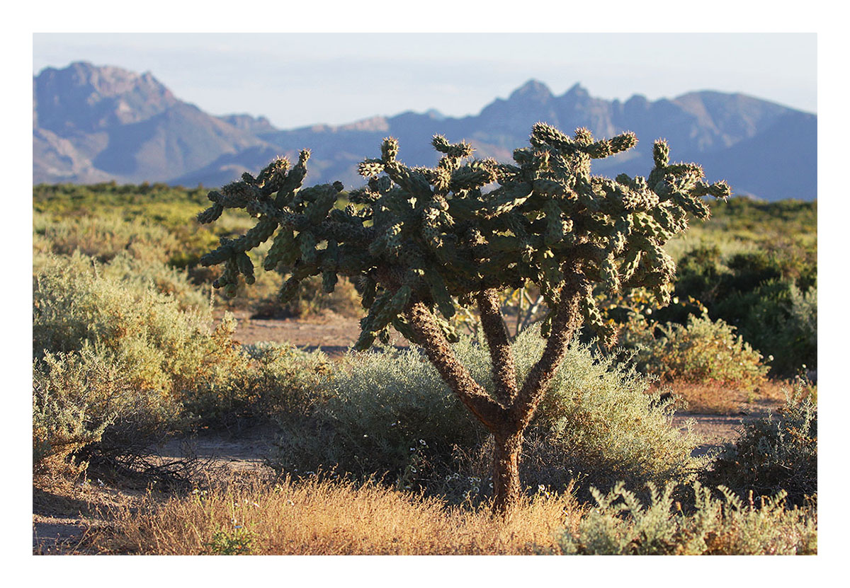 Baja