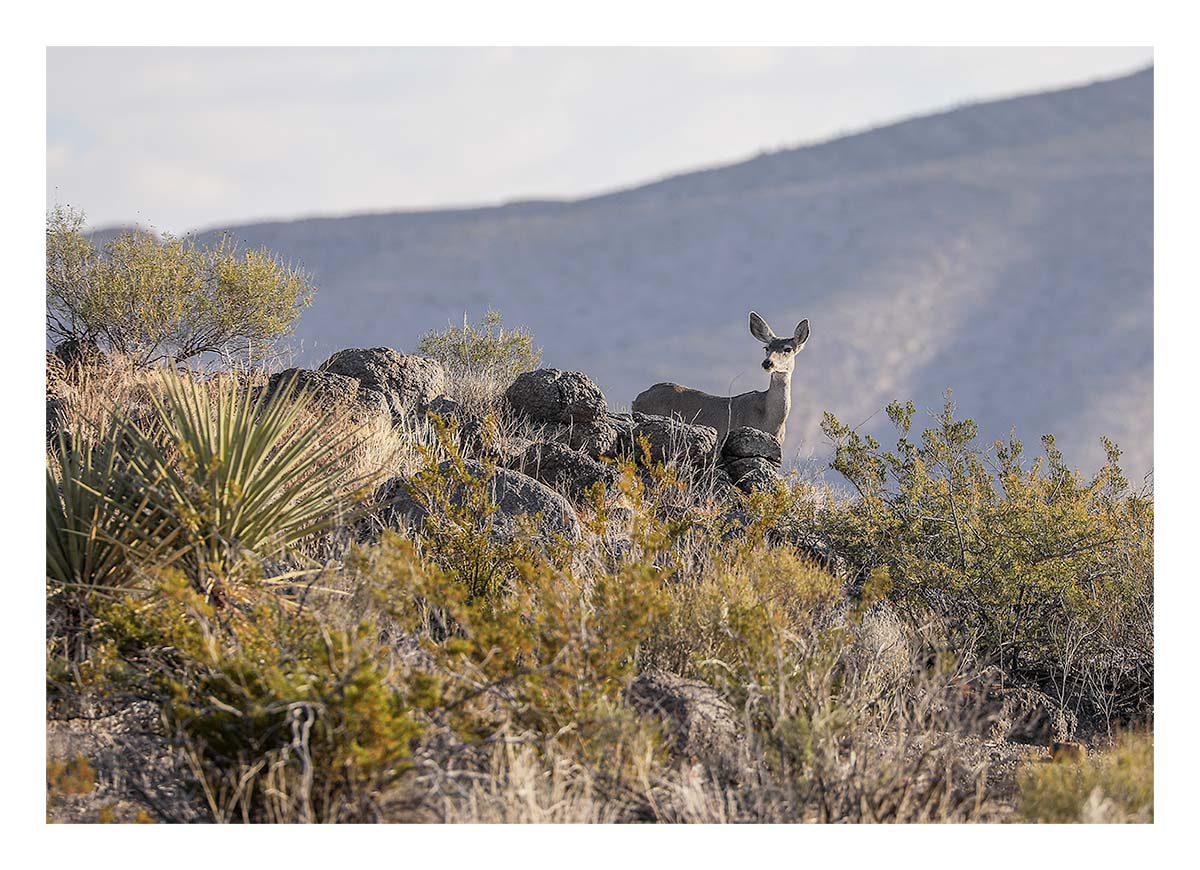 Big Bend