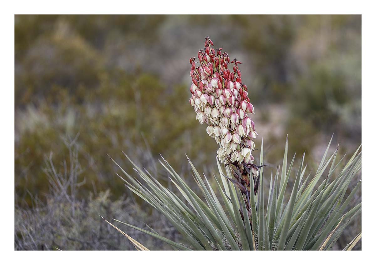 Big Bend