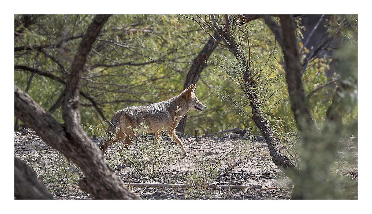 Big Bend