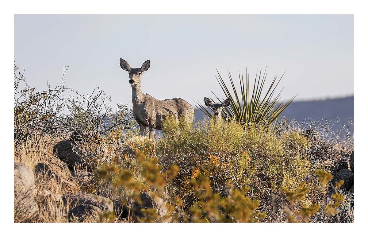 Big Bend