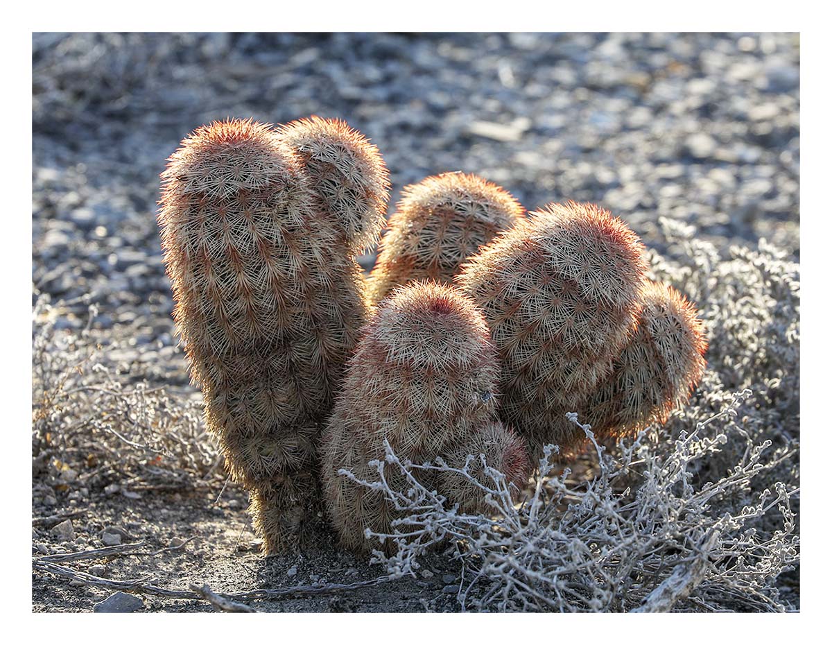 Big Bend