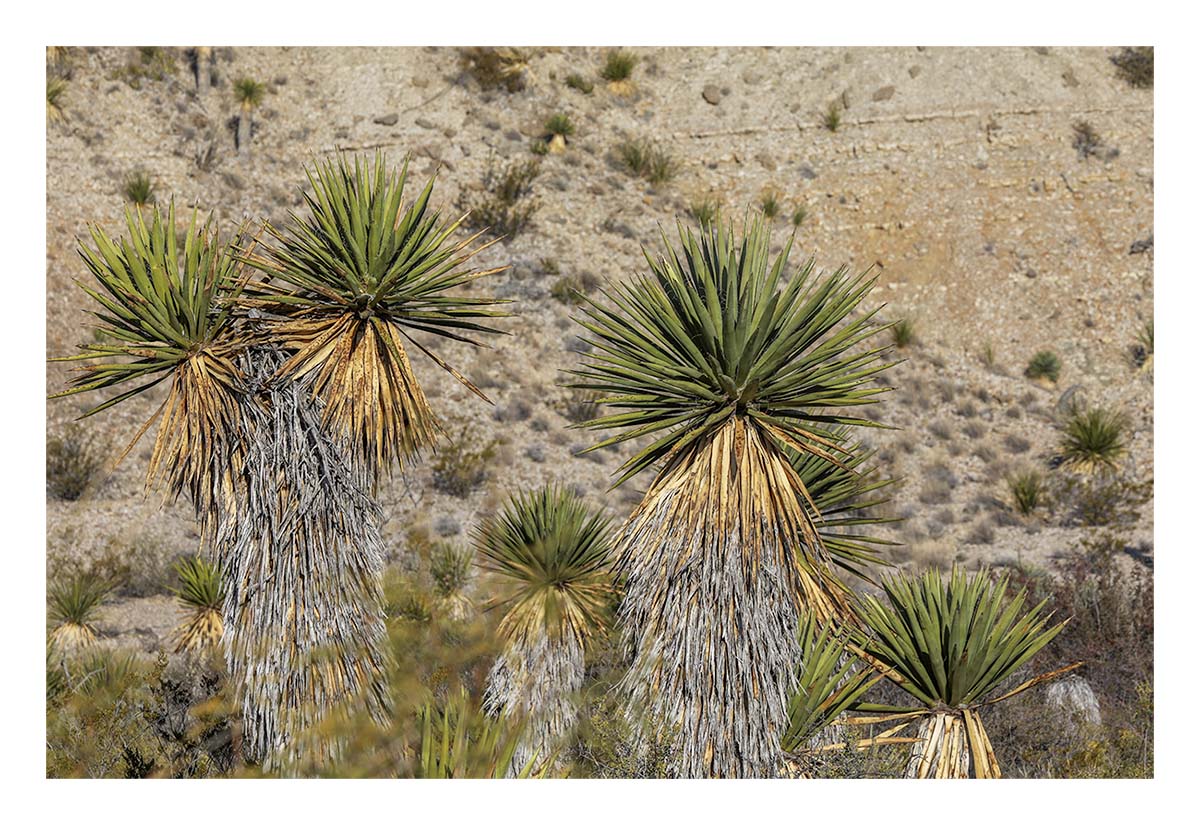 Big Bend